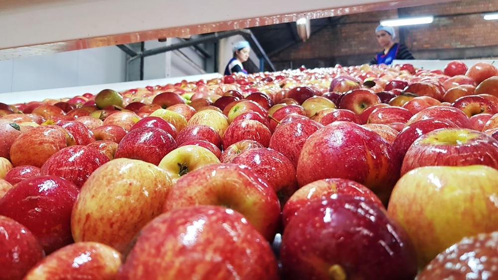 Comer frutas poderia evitar 1 em cada 7 mortes por doença cardiovascular, dizem cientistas